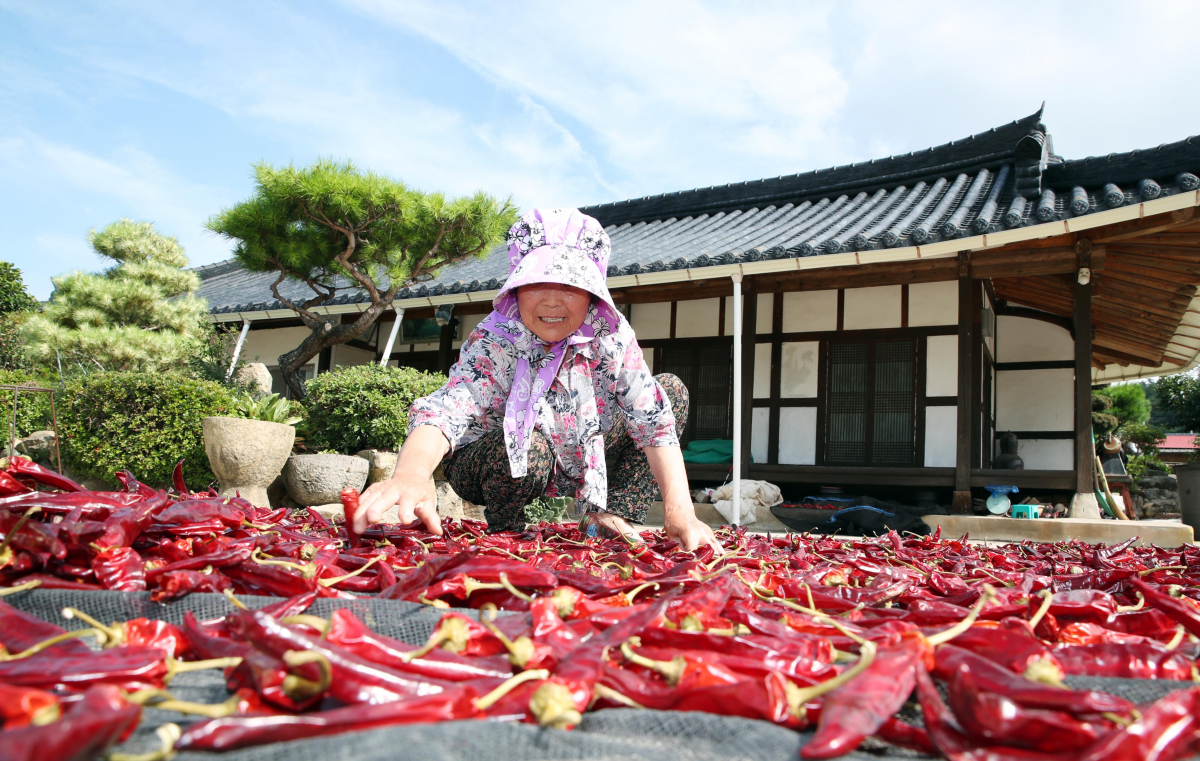 ▲메주, 된장, 고추장 등 전통 장류를 생산하는 전통된장마을인 전남 강진군 군동면 신기마을 백정자(81·식품명인 제65호)씨가 밭에서 따온 고추를 말리고 있다. 