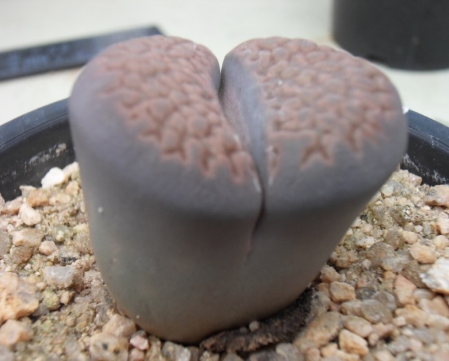 ▲‘조약돌 식물’이라고도 불리는 리돕스.