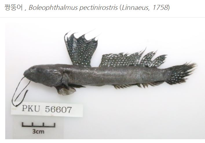 ▲국외반출 승인종 중 하나인 짱뚱어. (사진제공=국립해양생물자원관)