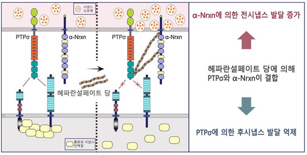 ▲뉴렉신(Nrxn)과 PTP 시그마 접착 단백질 간 상호작용을 통한 시냅스 발달 작동기전 모델. (사진제공=대구경북과학기술원)