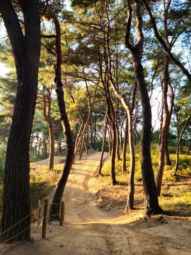 ▲남양주 사릉 소나무·들꽃길. (사진제공=문화재청)