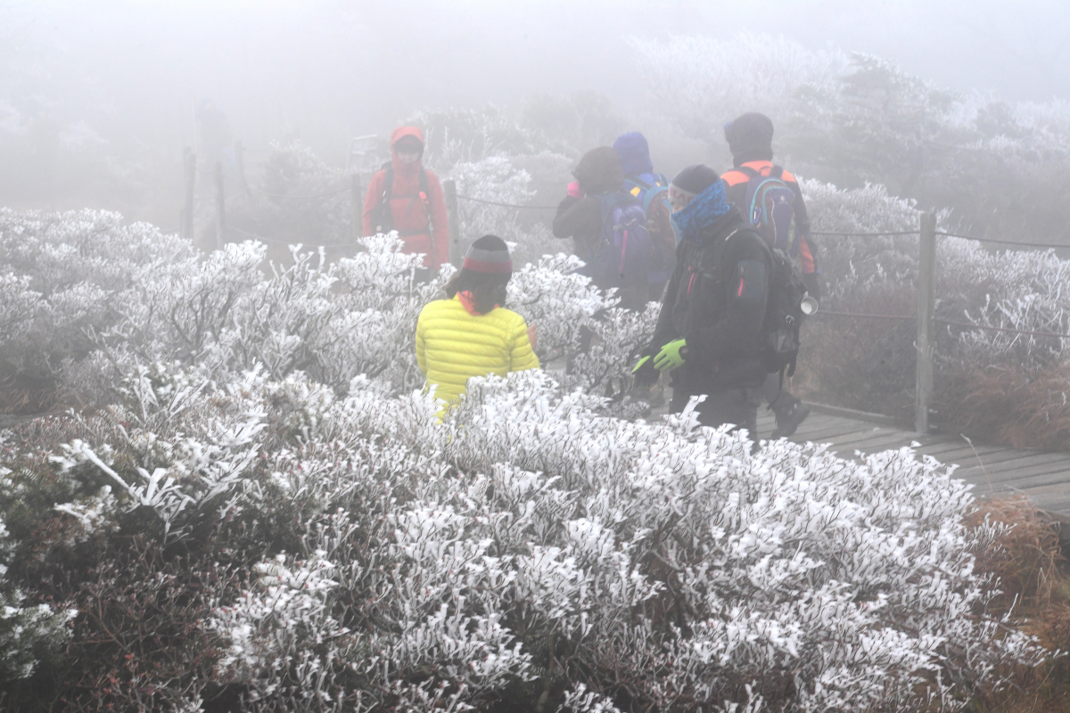 ▲24일 오전 제주 한라산 영실 탐방로에 올해 첫 상고대가 피어 등반객의 시선을 사로잡고 있다.  (연합뉴스)