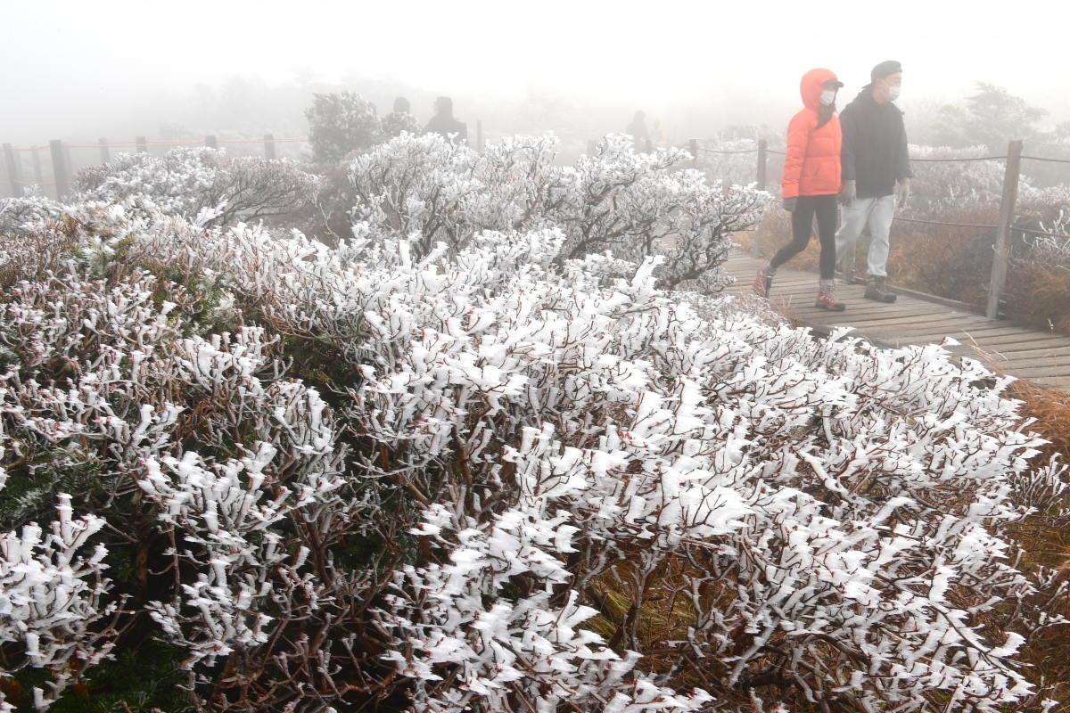 ▲상고대는 밤 기온이 0도 이하일 때 대기 중에 있는 수증기가 나무 잎이나 가지에 달라붙어 얼면서 나타나는 '나무서리'다.  (연합뉴스)