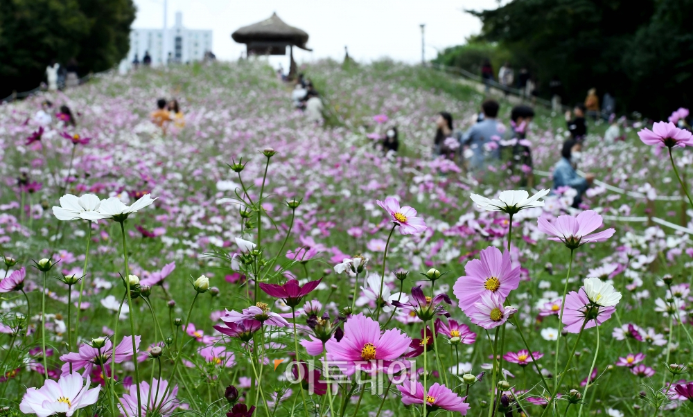 (신태현 기자 holjjak@)