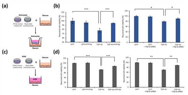 ▲신경세포와 신경교세포의 공동배양 실험(a, c)을 통해 신경교세포에 과발현된 TDP-43는 신경세포의 독성을 유도하지만 PTP1B를 억제시키면 신경독성이 완화돼 생존능력이 증가(b. d) (사진제공=한국뇌연구원)