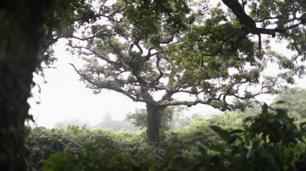 ▲'힐링다큐 나무야 나무야'(사진제공=KBS 1TV)