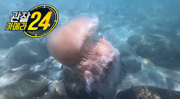 ▲‘관찰카메라 24’(사진제공=채널A)