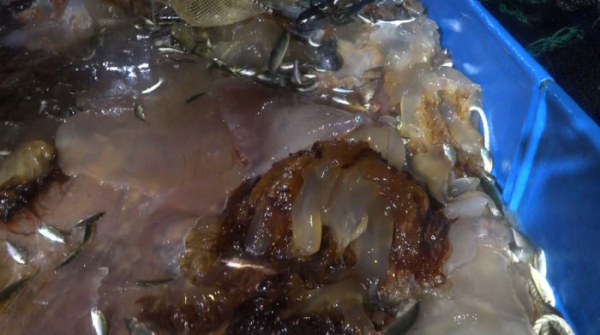 ▲‘관찰카메라 24’(사진제공=채널A)