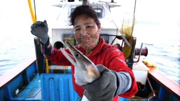 ▲'한국인의 밥상' 사천 갯장어(사진제공=KBS 1TV)