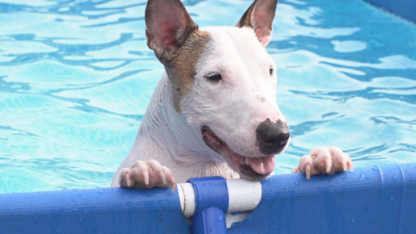 ▲'TV동물농장'(사진제공=SBS)