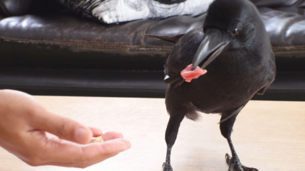 ▲'TV동물농장'(사진제공=SBS)