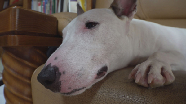 ▲'TV동물농장'(사진제공=SBS)