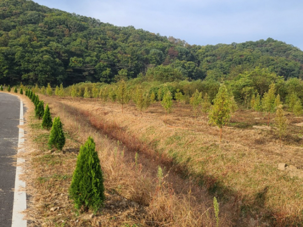 ▲휴전선 접경지역 평화의숲 조성 모습 (유한킴벌리 제공)