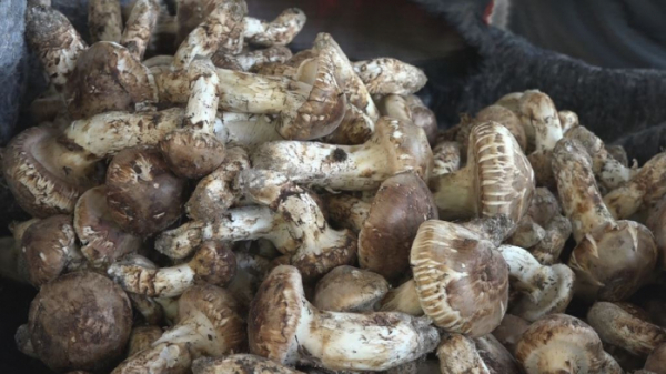 ▲EBS '극한직업'(사진제공=EBS1)