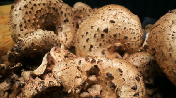 ▲EBS '극한직업'(사진제공=EBS1)