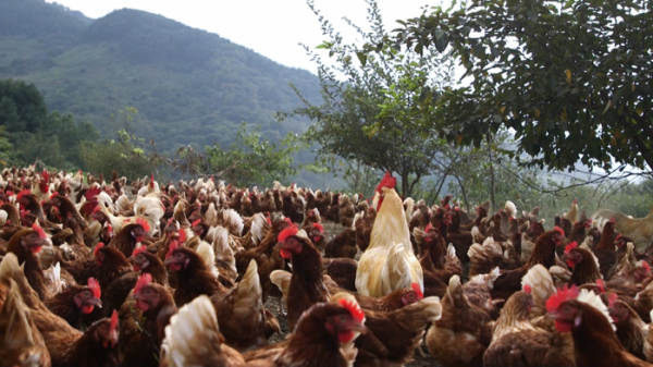 ▲'한국인의 밥상'(사진제공=KBS 1TV)