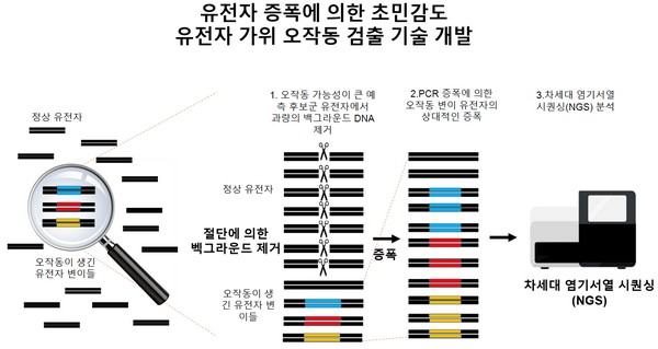 ▲유전자 증폭에 의한 초민감도 유전자 가위 오작동 검출 기술 개발. (사진제공=한국생명공학연구원)