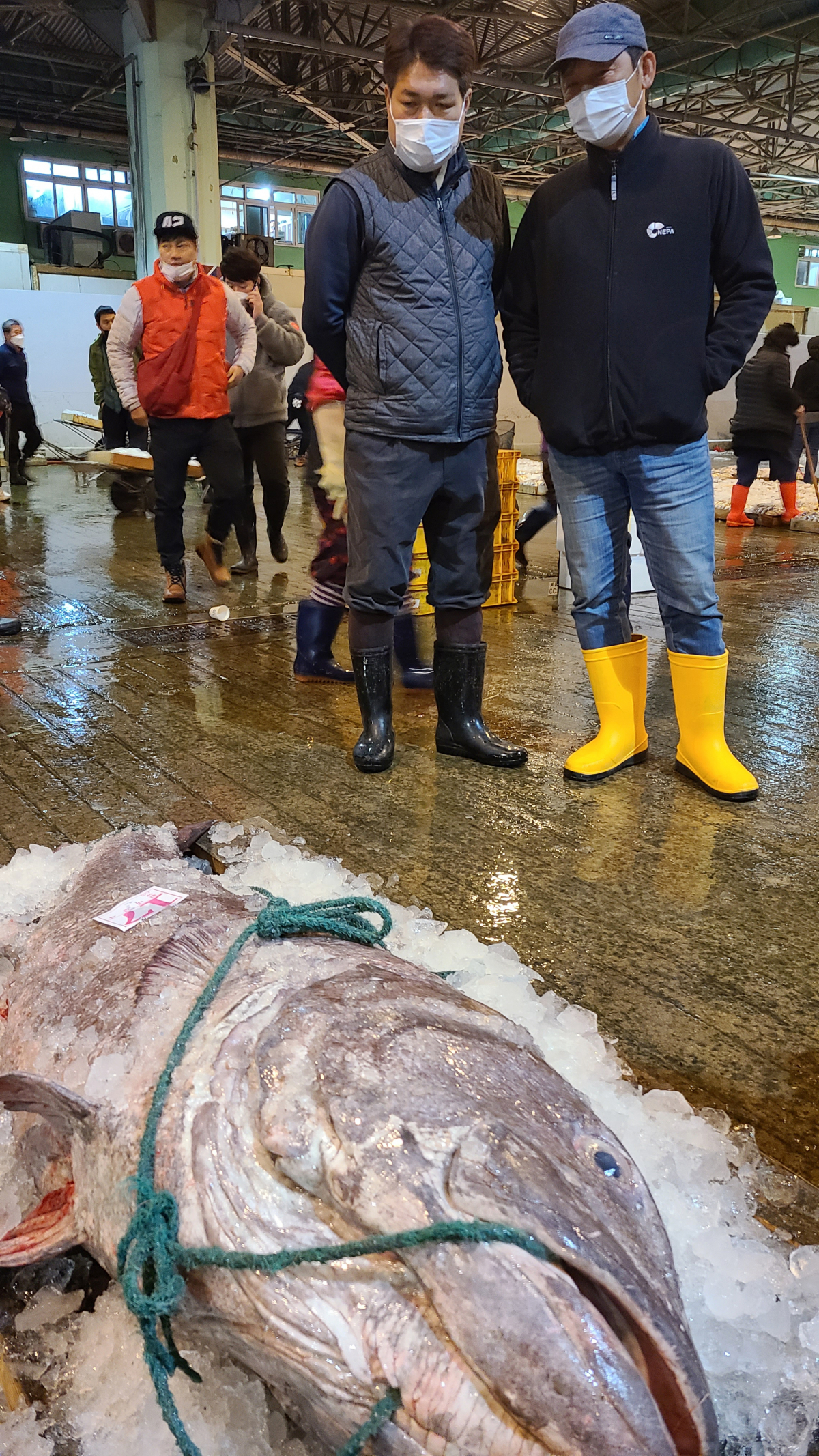 ▲부산공동어시장에서 11일 '전설의 심해어'로 알려진 대형 돗돔 1마리가 270만 원에 낙찰됐다. (연합뉴스)