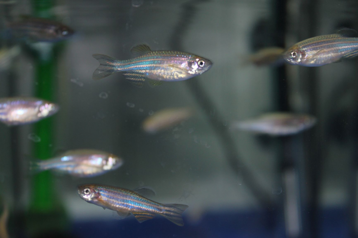 ▲제브라피쉬 (사진제공=KIST)