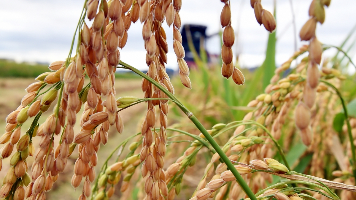 ▲올해 8월 부산에서 첫 수확한 벼. (뉴시스)