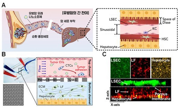 ▲유방암의 간 전이현상과 간을 모방한 ‘간온어칩’(Liver-on-a-Chip)의 구조. (사진제공=울산과학기술원)