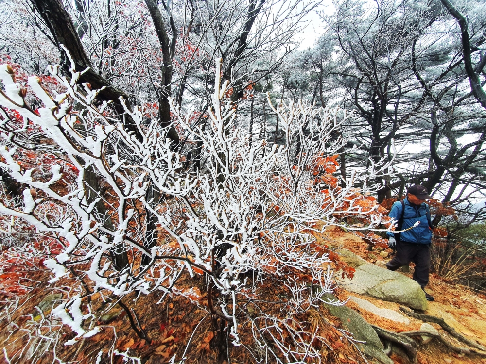 ▲북한산 정상 백운대 인근에 핀 상고대. (신태현 기자 holjjak@)