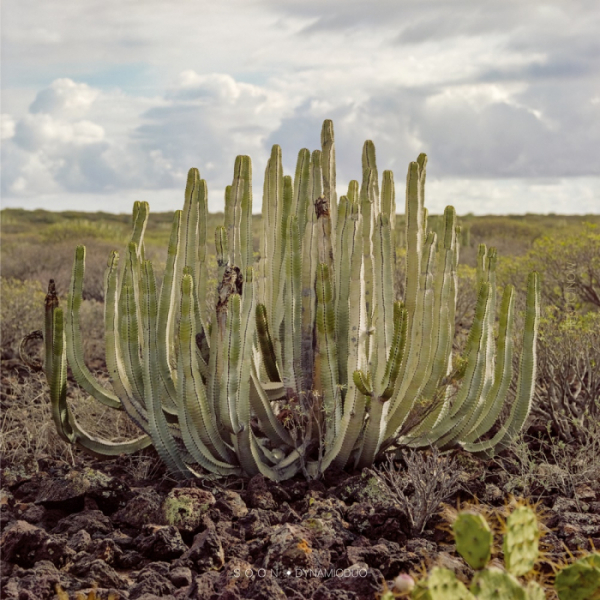 ▲다이나믹 듀오(사진=아메바컬쳐 제공)