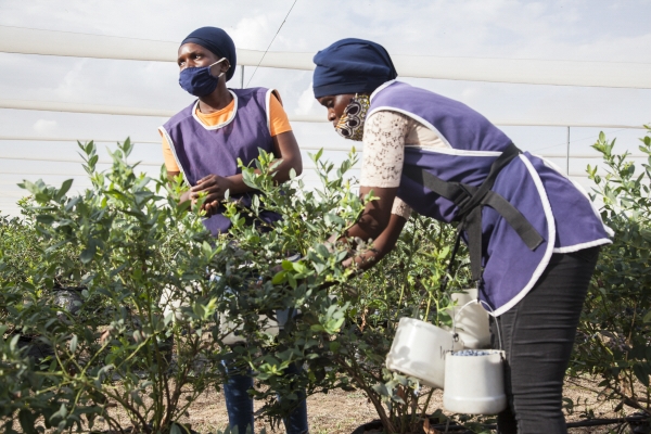 ▲잠비아 총웨에 위치한 블루베리 농장에서 노동자들이 13일(현지시간) 작업을 하고 있다. 잠비아는 이번주 30억 달러 규모의 채무 상환을 앞두고 있다. 총웨/신화뉴시스
