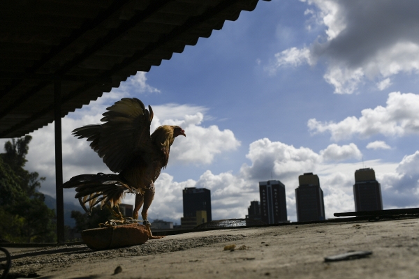 ▲15일(현지시간) 베네수엘라 수도 카라카스에 위치한 닭싸움장에 닭 한 마리가 묶인 채 바깥을 응시하고 있다. 카라카스/AP뉴시스
