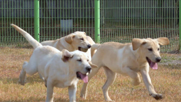 ▲'세상에 나쁜 개는 없다'(사진제공=EBS1)