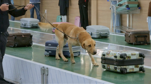 ▲'세상에 나쁜 개는 없다'(사진제공=EBS1)