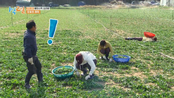 ▲'1박 2일' 포항초 채취(사진=KBS2 '1박 2일 시즌4' 방송화면 캡처)