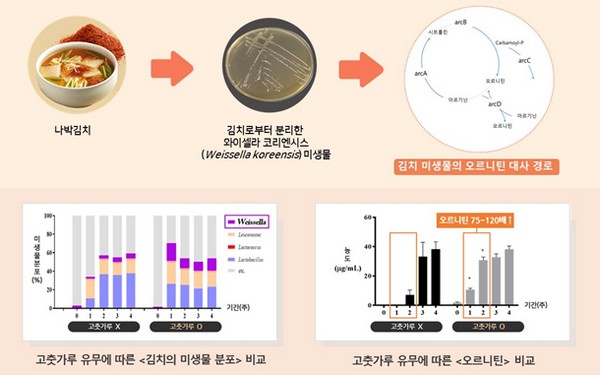 (사진제공=세계김치연구소)