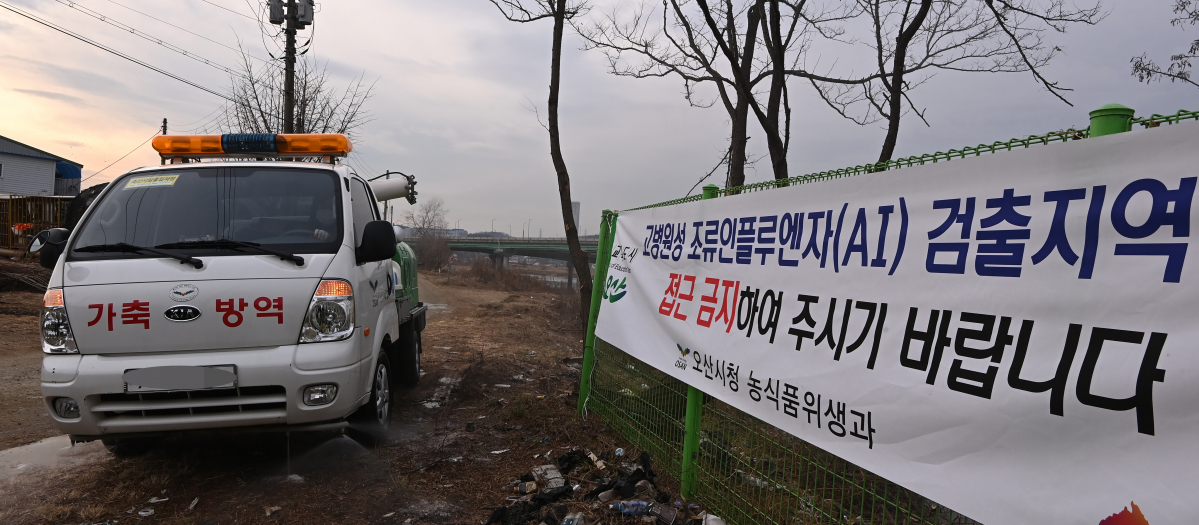 ▲야생 조류에서 채취한 시료에서 고병원성 조류 인플루엔자(AI) 항원이 검출된 경기도 오산시 황구지천에서 9일 오후 방역차가 방역을 하고 있다.  (뉴시스)