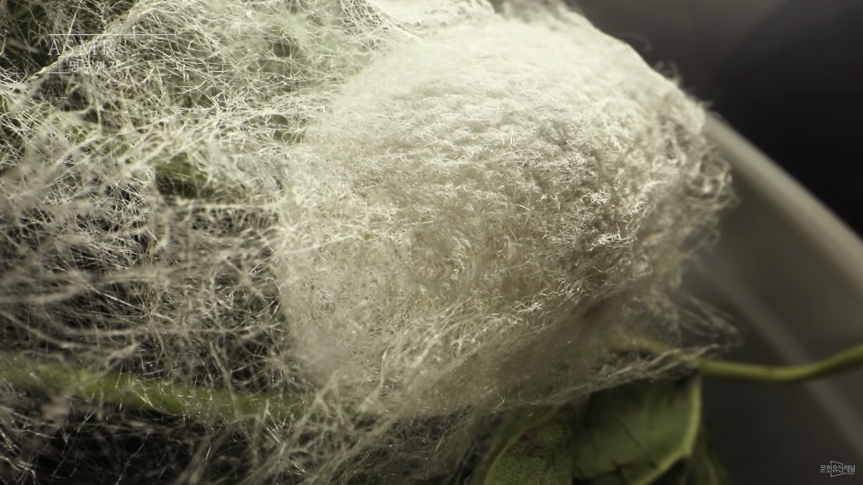 ▲조회수 239만 회를 기록한 ‘명주짜기’ 영상의 누에고치 장면. (출처=‘국가무형문화재 제87호 명주짜기’ 유튜브 영상 캡처)