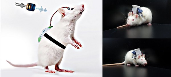 ▲KIST 연구팀이 개발한 무선 착용형 뇌 자극 시스템을 뇌졸중 쥐 모델이 착용한 모습이다. (사진제공=한국과학기술연구원)