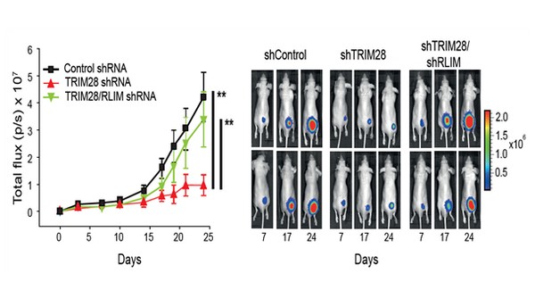 ▲TRIM28 및 RLIM 단백질 조절을 통해 폐암을 조절할 수 있음을 동물 모델에서 검증한 자료다. (사진제공=한국연구재단)