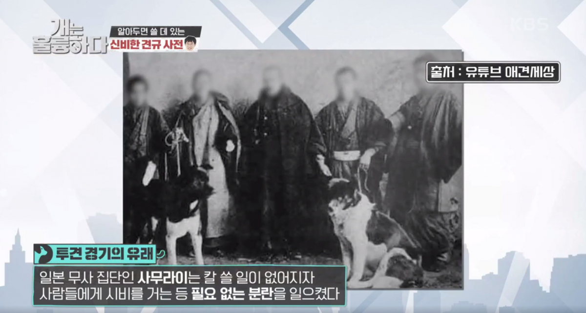 (출처=KBS '개는 훌륭하다')