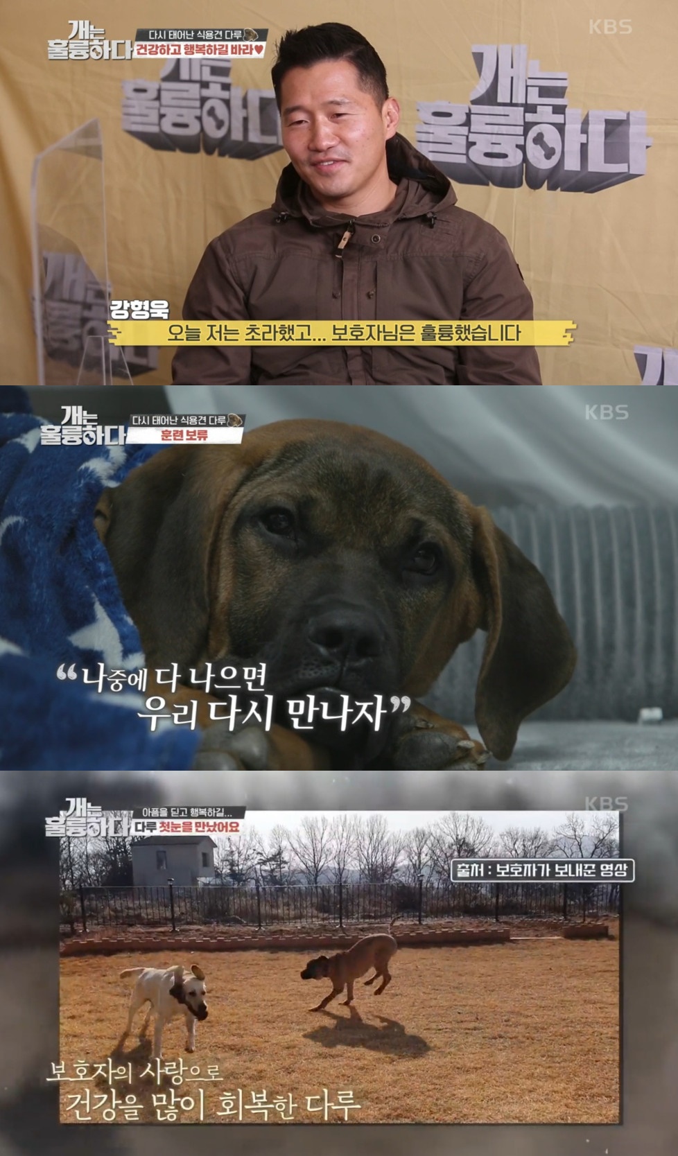 ▲강형욱 도사견 교육 (출처=KBS1 '개는 훌륭하다' 방송캡처)