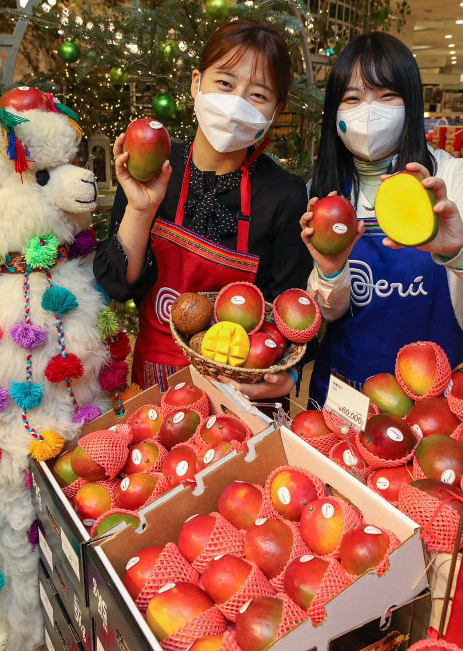 ▲24일 오전 현대백화점 목동점 지하1층 식품관에서 직원들이 페루산 애플망고를 들어보이고 있다. (사진제공=현대백화점)