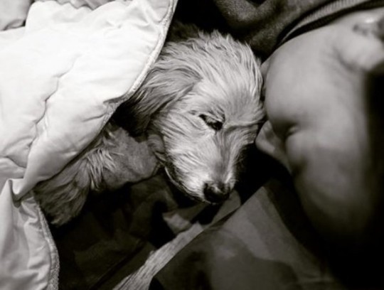 ▲이효리와 '순심이'(사진=평강공주보호소 SNS)