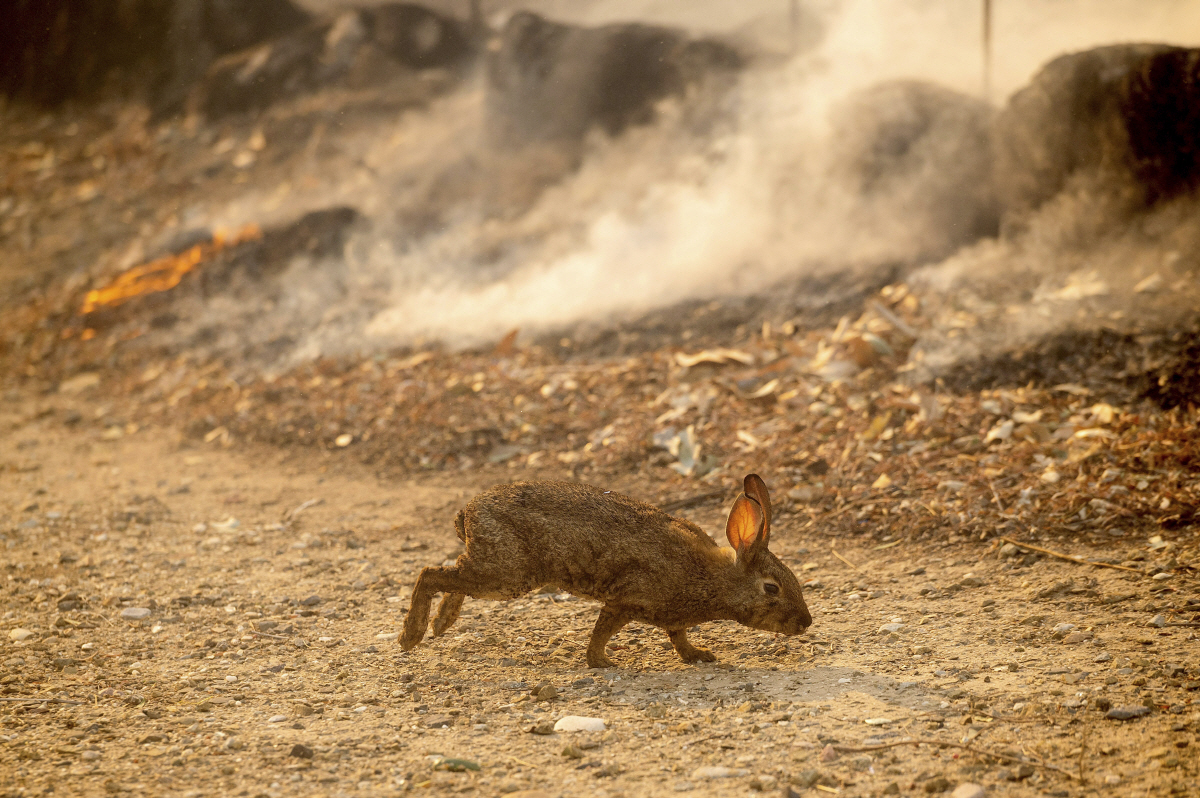 ▲미국 캘리포니아주 남부지역을 강타한 계절성 돌풍으로 3일(현지시간) 오렌지 카운티에서 또 산불이 발생한 가운데 토끼로 보이는 동물 한 마리가 화염과 연기를 피해 달아나고 있다. 오렌지 카운티/AP연합뉴스