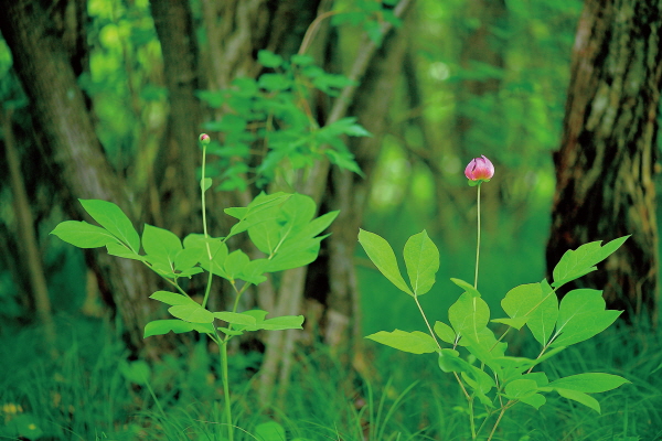 ▲작약과의 여러해살이풀. 학명은 Paeonia obovata Maxim. 멸종위기 야생식물 2급(김인철 야생화 칼럼니스트)