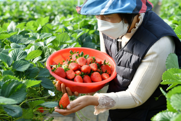 ▲1일 전남 담양군 대전면의 한 딸기농장에서 농부가 올해 첫 딸기를 수확하고 있다. (뉴시스)