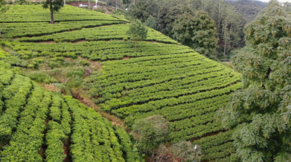 ▲'걸어서 세계속으로' 스리랑카(사진제공=KBS 1TV)