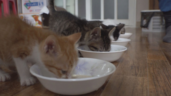 ▲'TＶ동물농장'(사진제공=SBS)