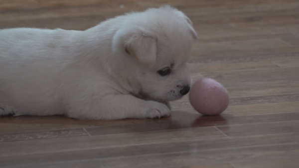 ▲'TＶ동물농장'(사진제공=SBS)