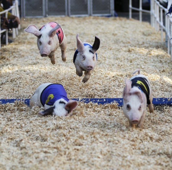 ▲2019년 10월 14일(현지시간) 미국 로스앤젤레스(LA)에서 열린 파머스마켓 축제에서 돼지들이 달리기 시합을 벌이고 있다. LA/신화뉴시스
