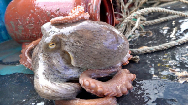 ▲'극한직업'(사진제공=EBS1)