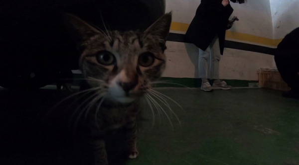 ▲‘관찰카메라 24’(사진제공=채널A)